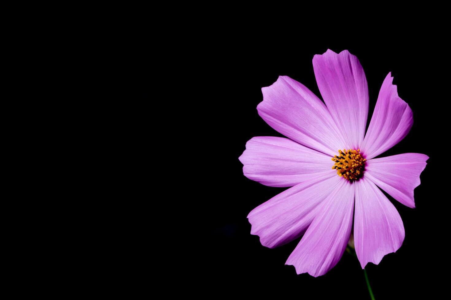 kleurrijke dianthusbloem op zwarte achtergrond foto