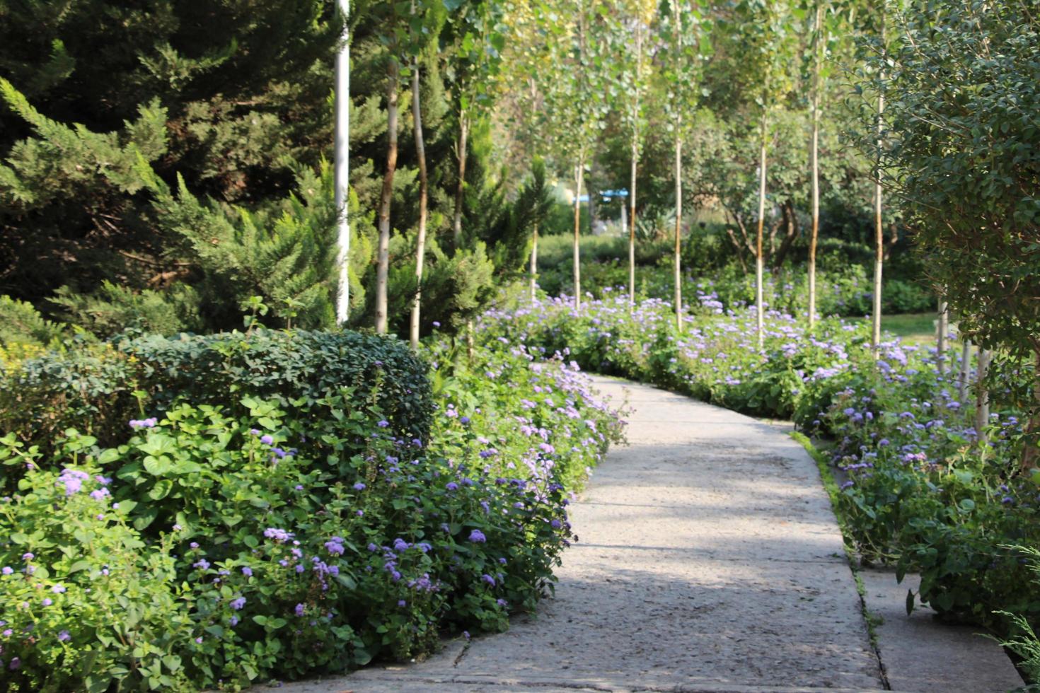 park loopbrug omgeven door bloemen foto