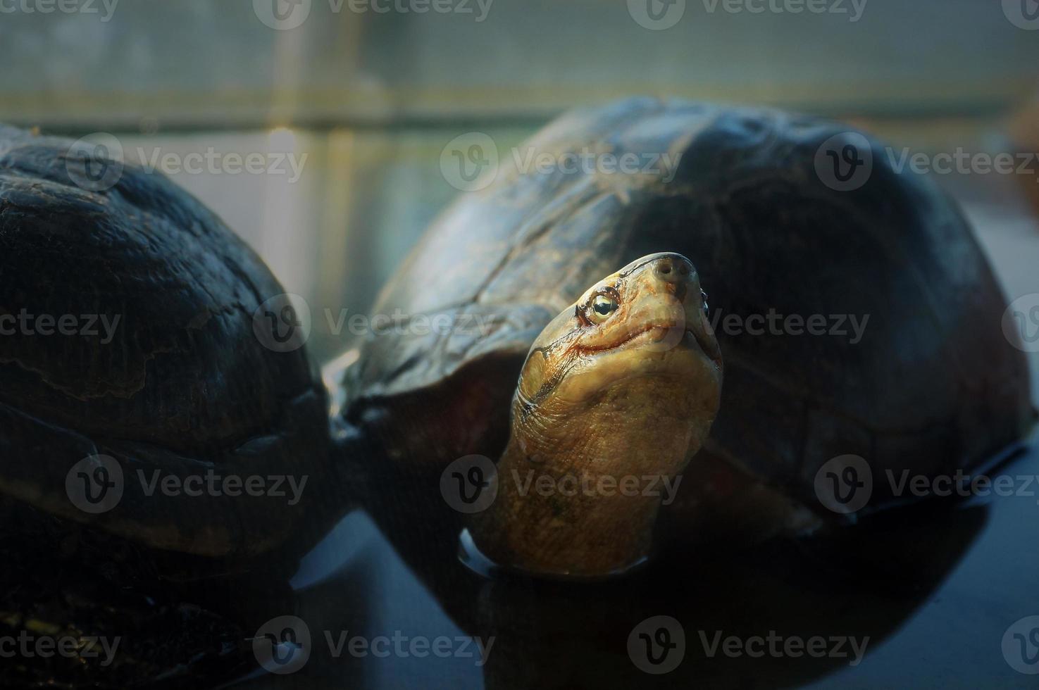 detailopname rood oren schuif schildpad foto