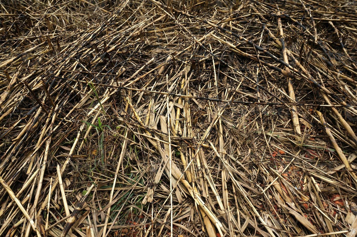 structuur riet, natuurlijk vegetatief achtergrond. foto