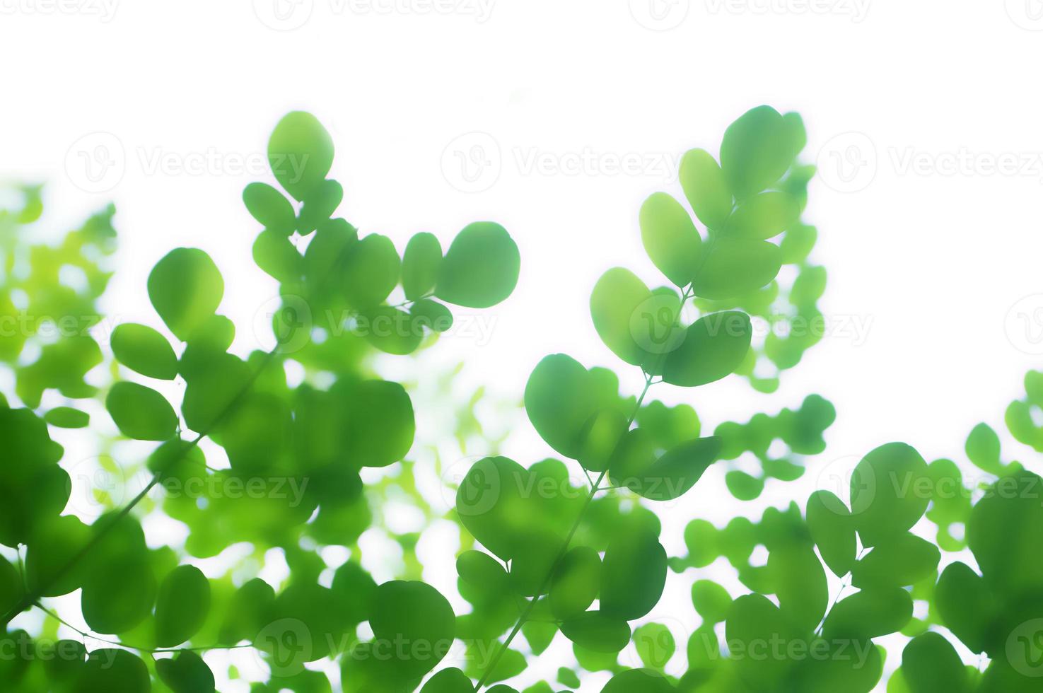 detailopname natuur visie van wazig groen bladeren Aan wit achtergrond. foto