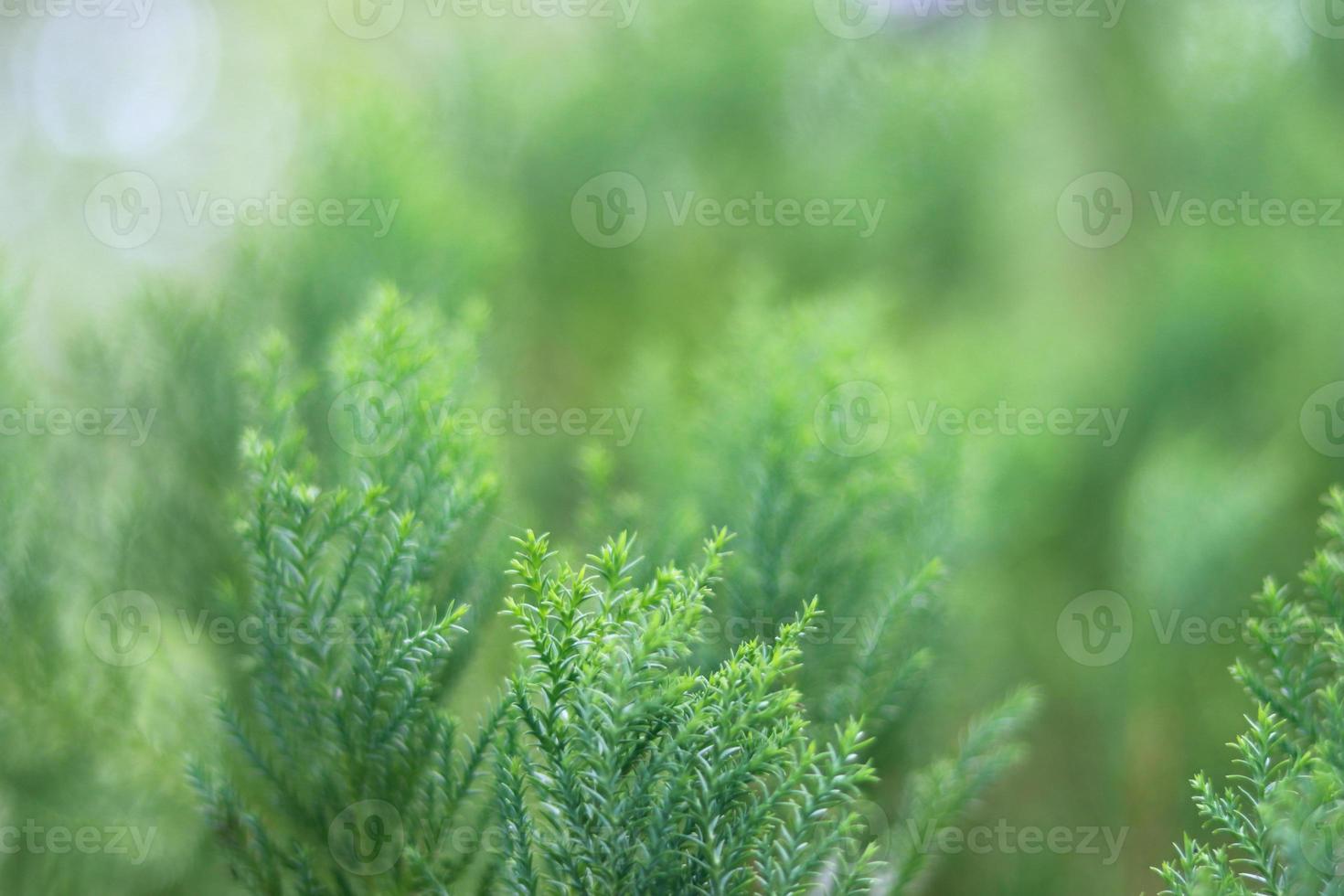 mooi groenachtig bladeren Aan detailopname afbeelding foto