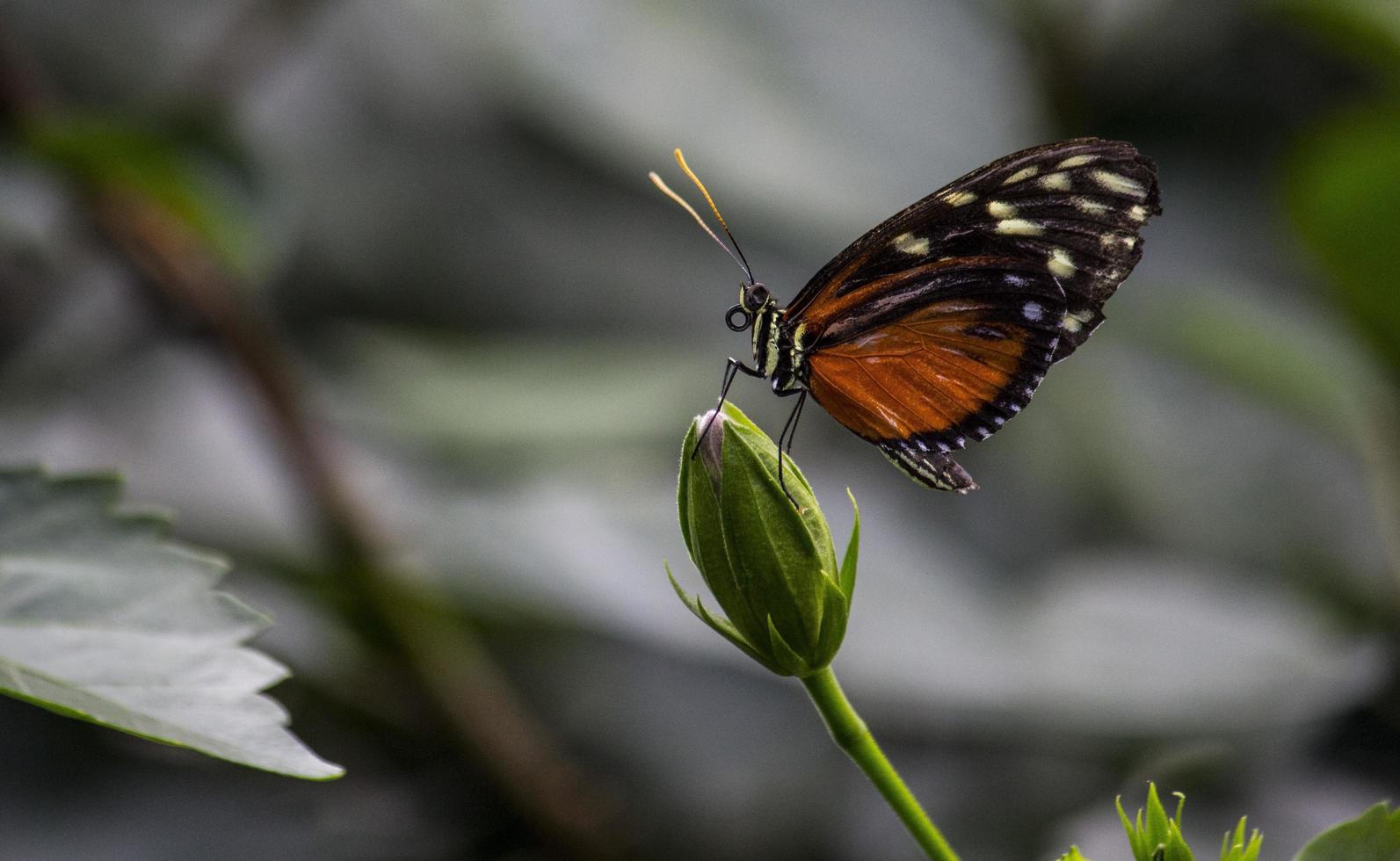 een vlinder landt op een bloemknop in de natuur foto