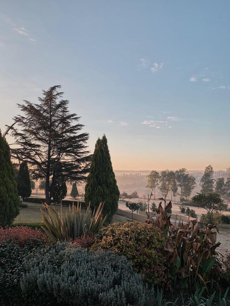 pijnbomen in een tuin bij een mistig weiland foto