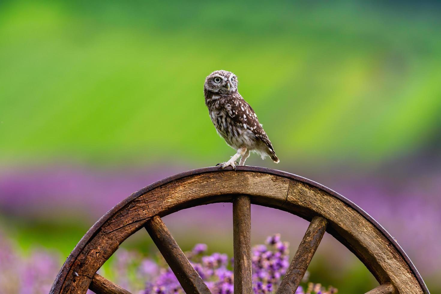 steenuil zittend op een houten wiel in een lavendelveld foto