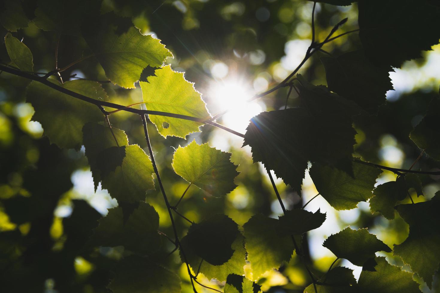 zonlicht door groene bomen foto