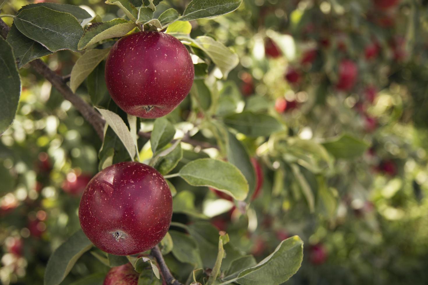 close-up van rode appelbomen foto