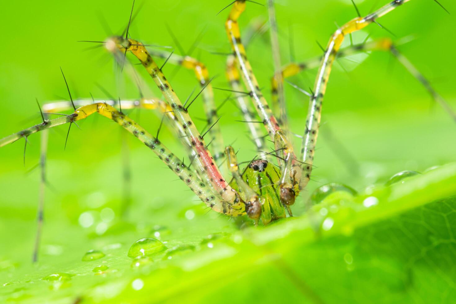 groene spin macro lange benen op een bladgroene scène foto