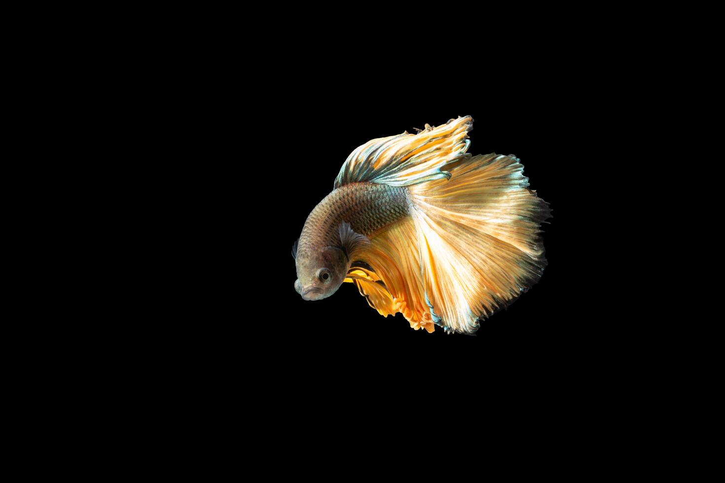 halfmoon betta vis op zwarte achtergrond foto