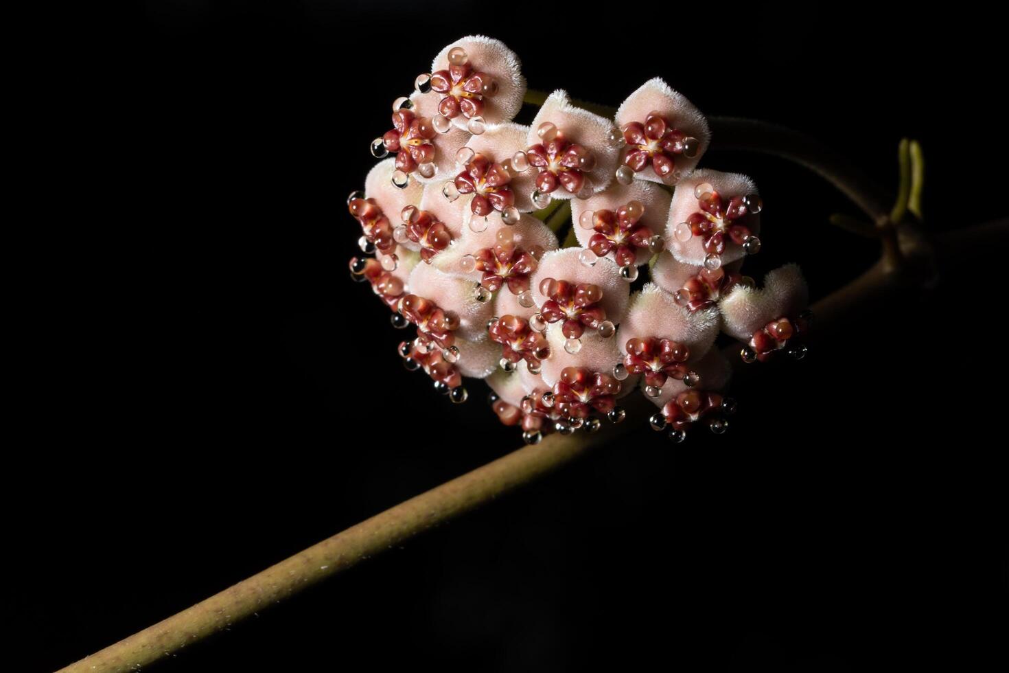 hoya bloem op zwarte achtergrond foto