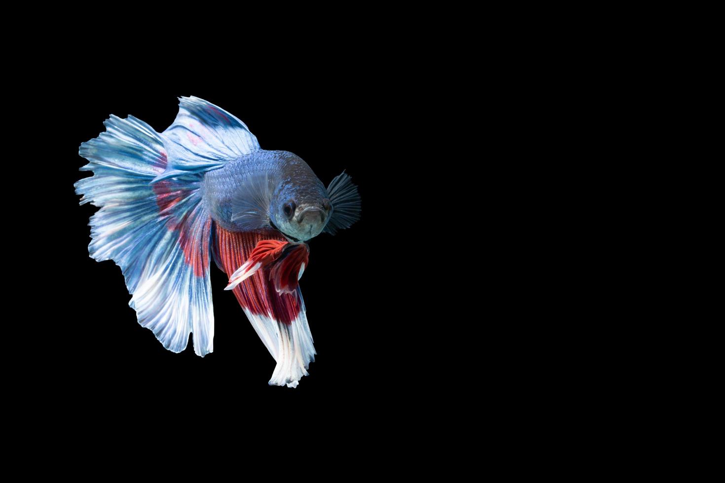 halfmoon betta-vis met blauwe en rode strepen foto