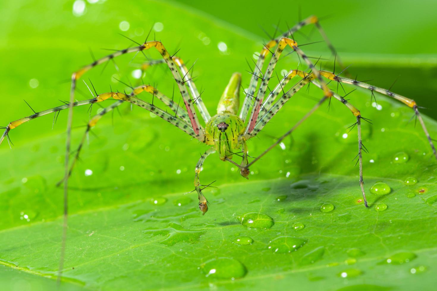 groene spin op een blad foto