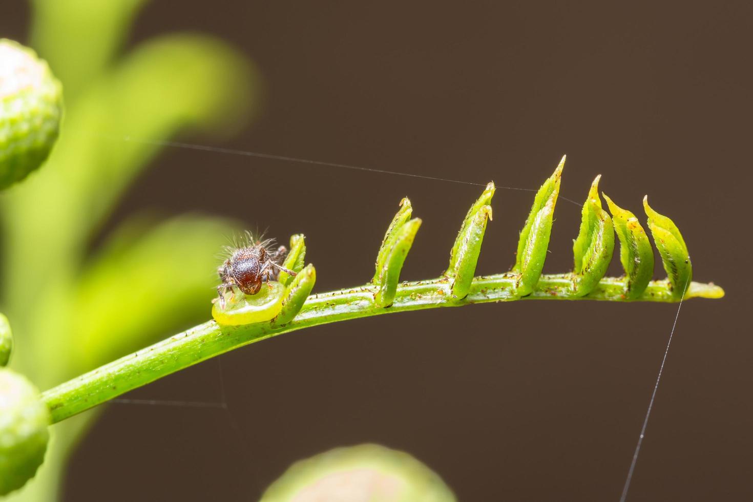 mier op een groene plant foto