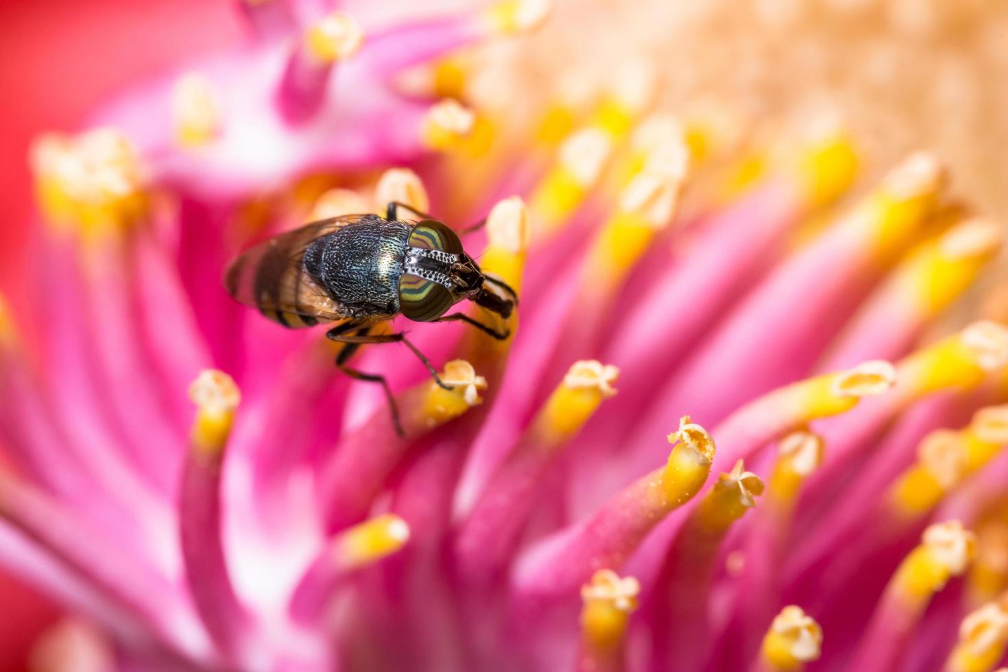 insect op een kleurrijke bloem foto
