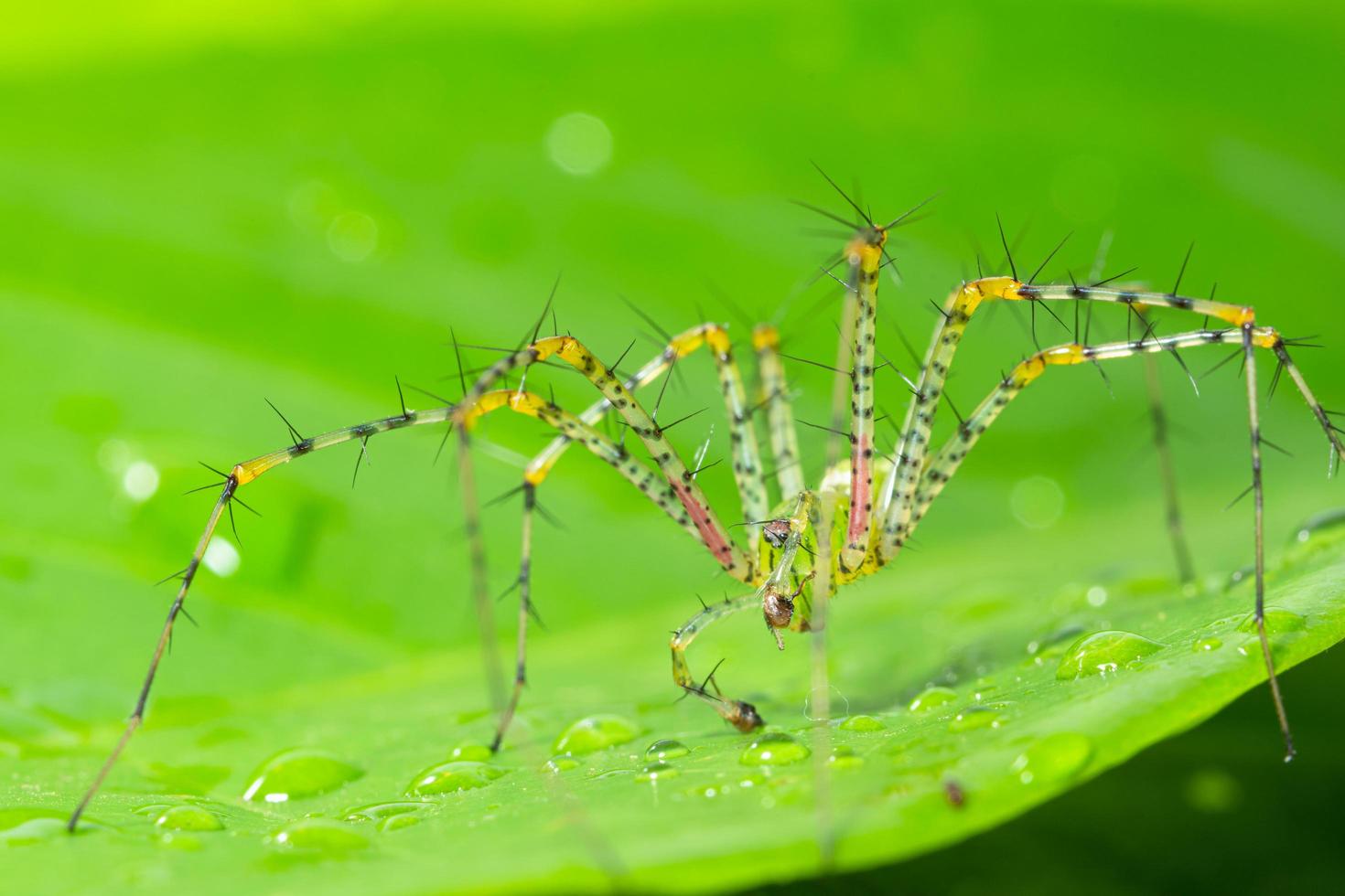 groene spin op een blad foto