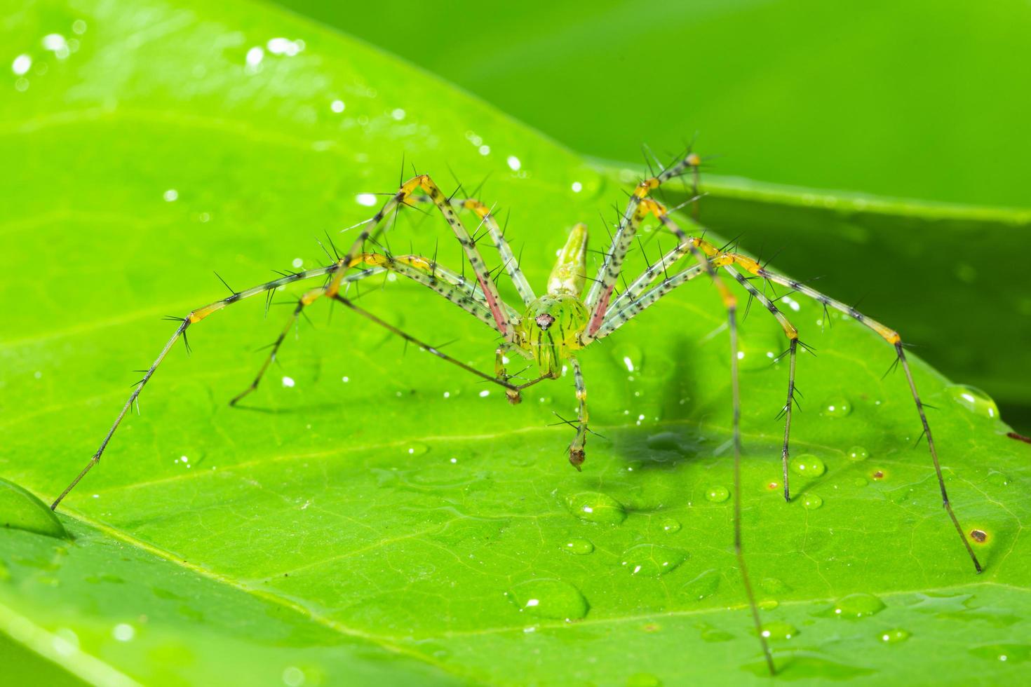 groene spin op een blad foto