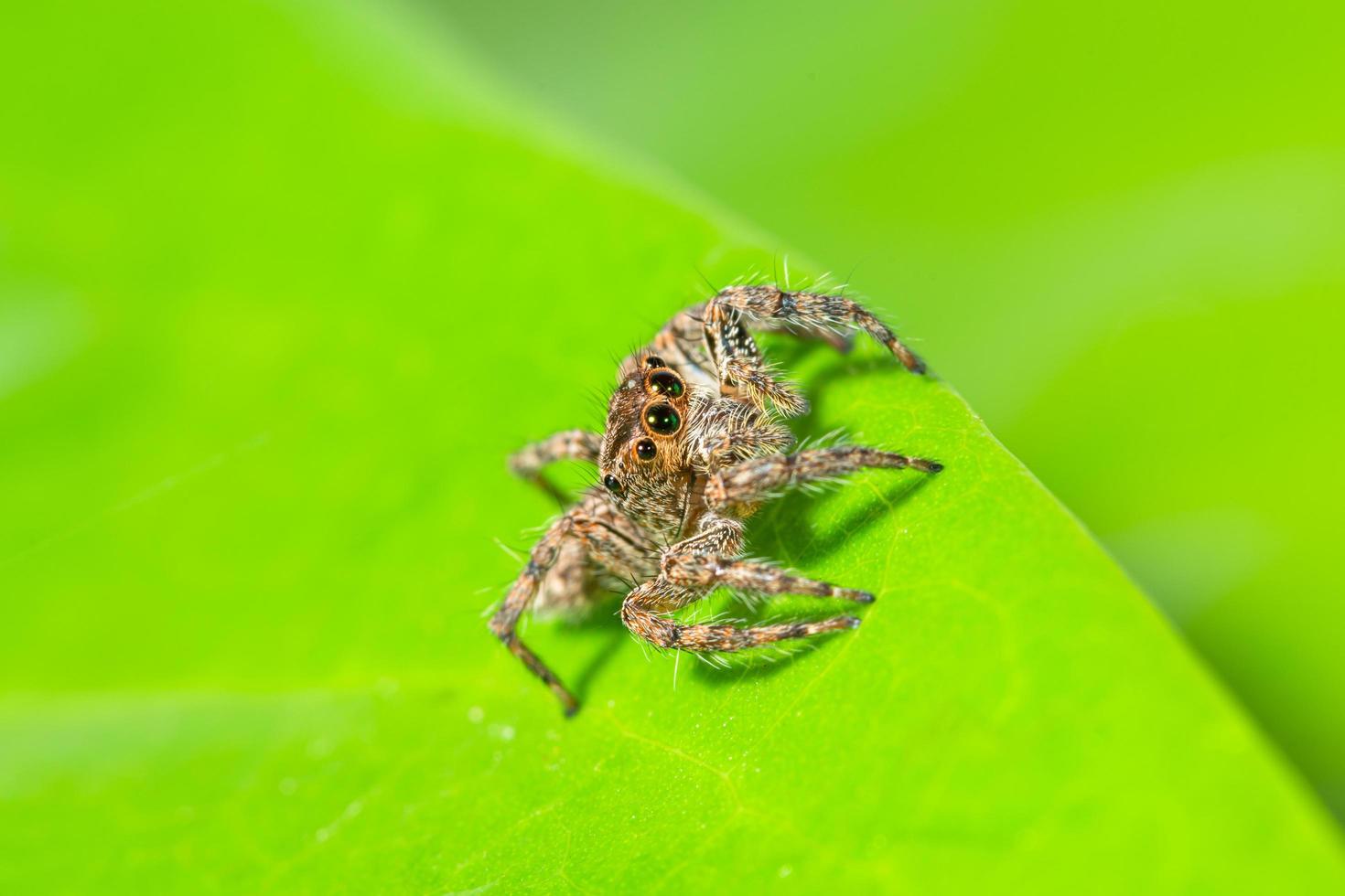 bruine spin op een groen blad foto