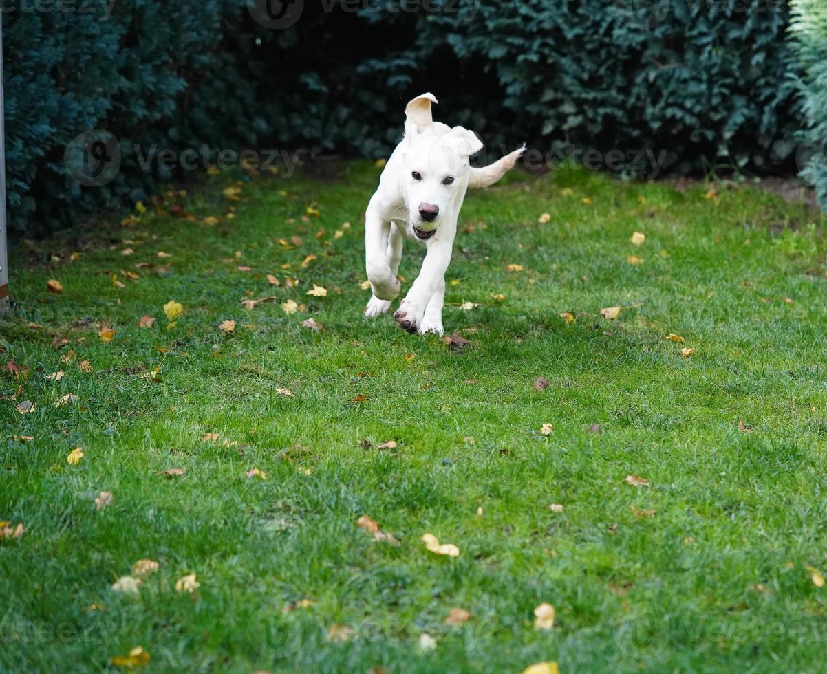 kort gecoat Britisch labrador retriever 4 maand oud foto