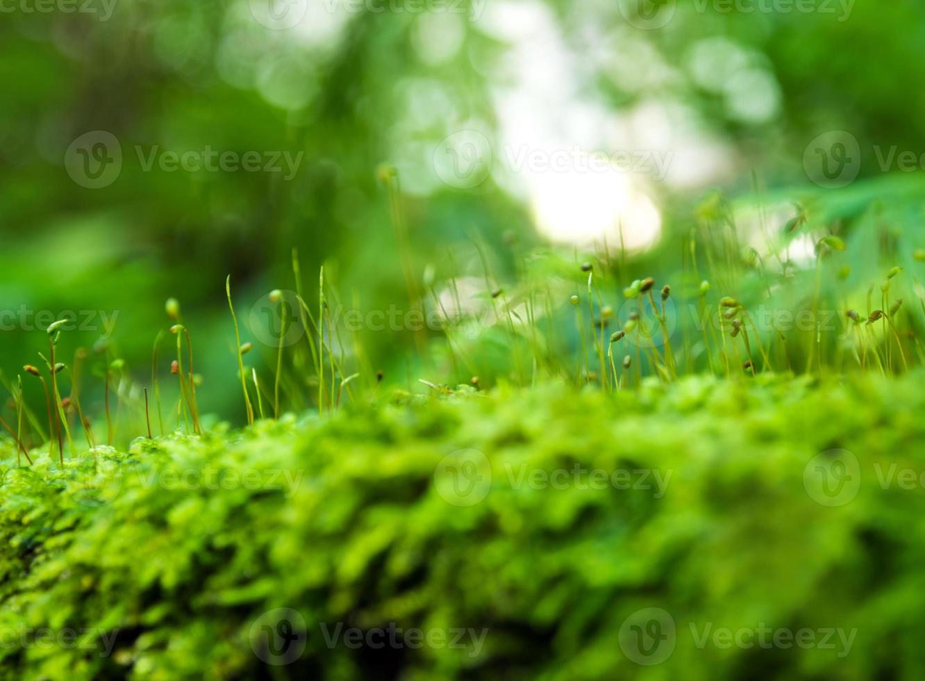 sporofyt van frisheid groen mos met waterdruppels die groeien in het regenwoud foto