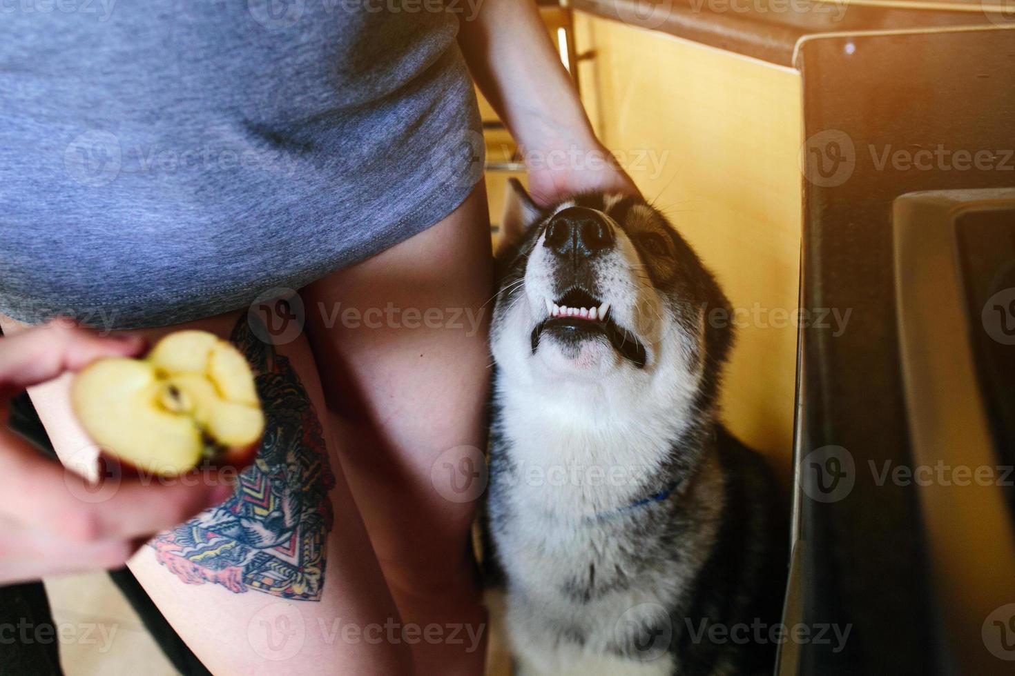 hond aan het wachten voor voedsel foto