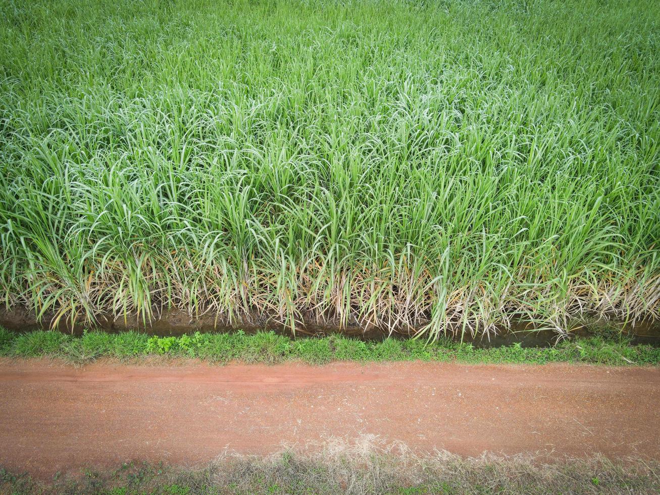 top visie suiker riet veld- van bovenstaand met agrarisch pakketten van groen gewassen, antenne visie suikerstok veld- natuur fabriek agrarisch boerderij achtergrond foto
