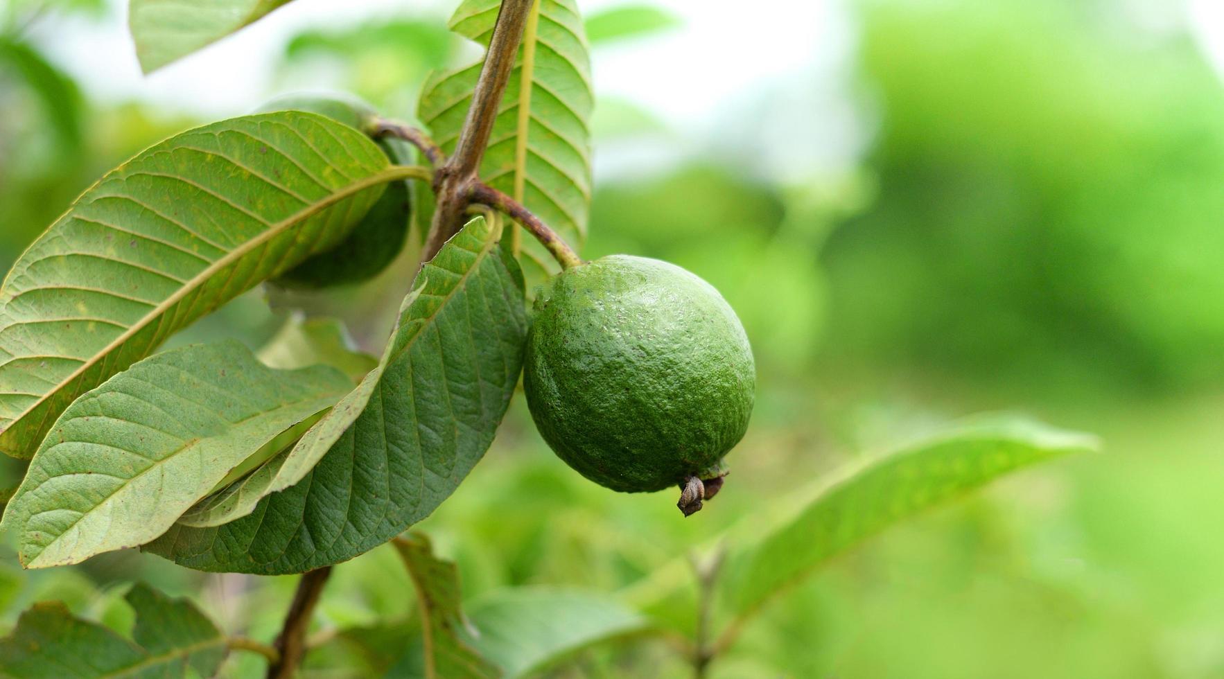 groen guava fruit Aan de boom in de tropisch fruit tuin foto