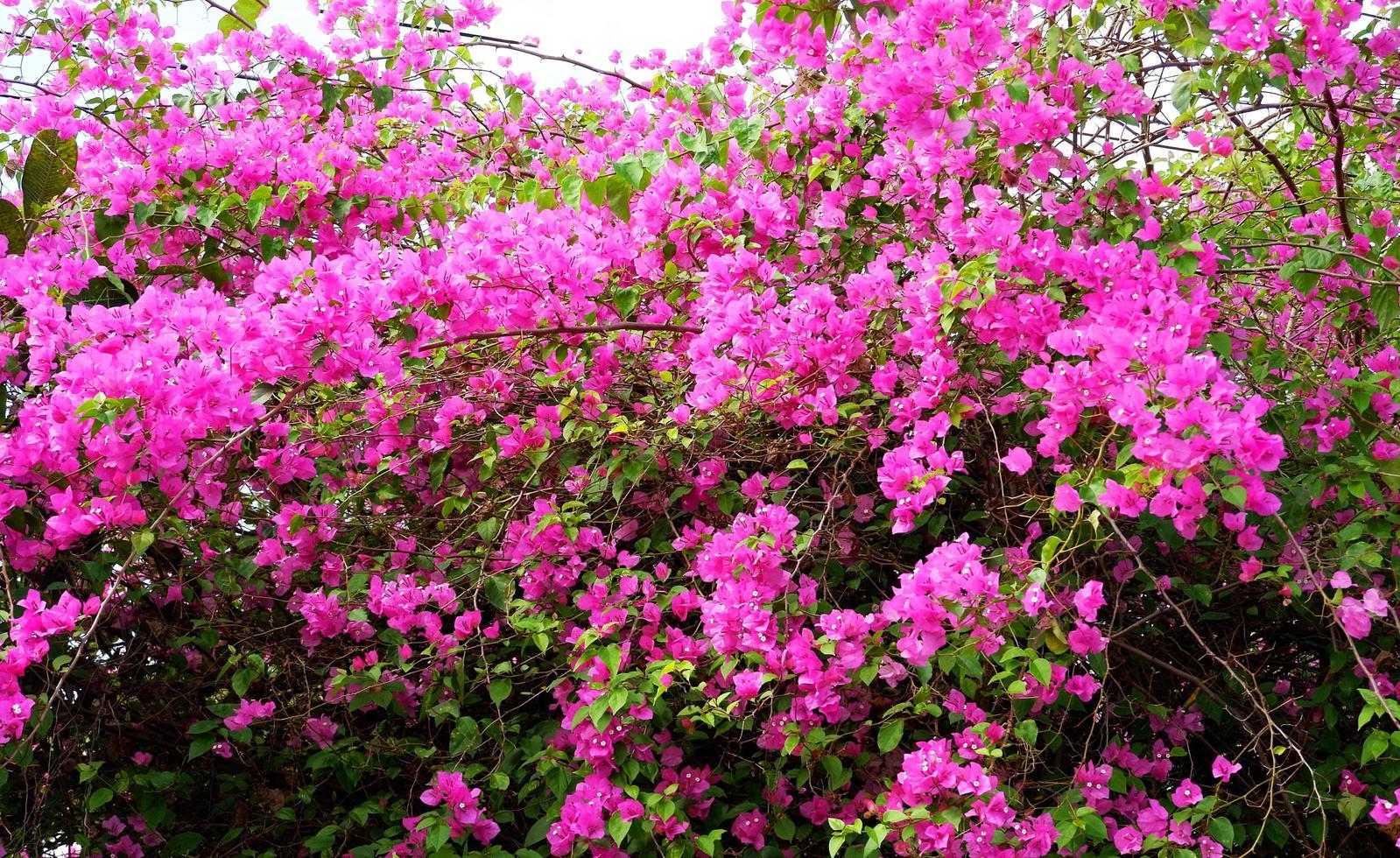 roze bougainvillea bloem mooi bloeiende in de tuin park foto