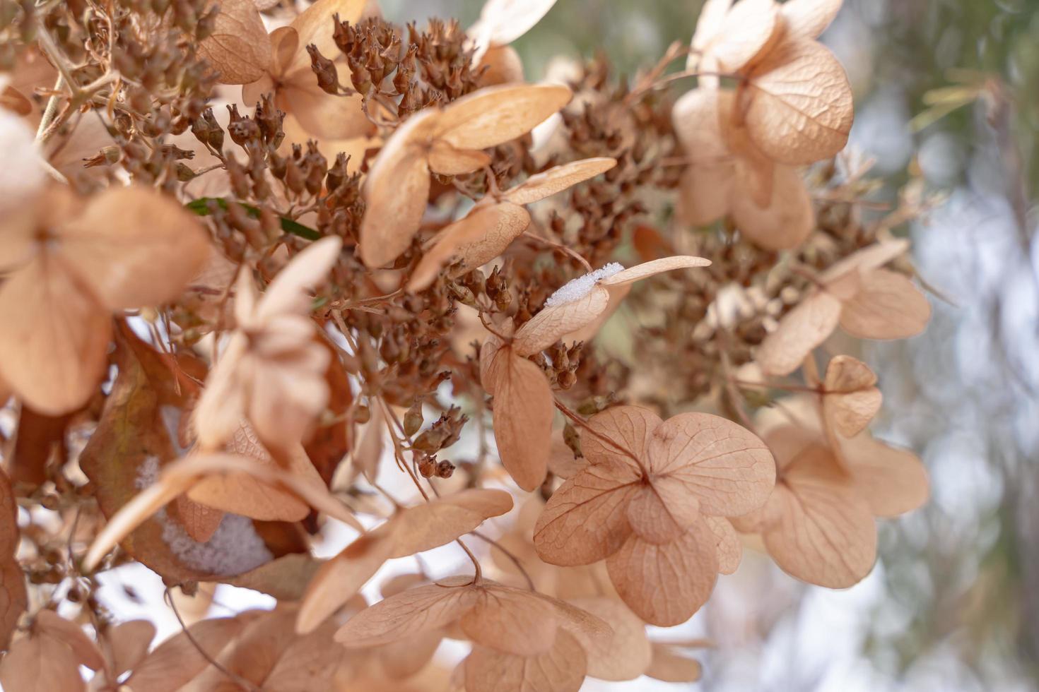 droog hortensia in de tuin gedekt met vorst dichtbij omhoog ijzig hortensia of hortensia bloem foto