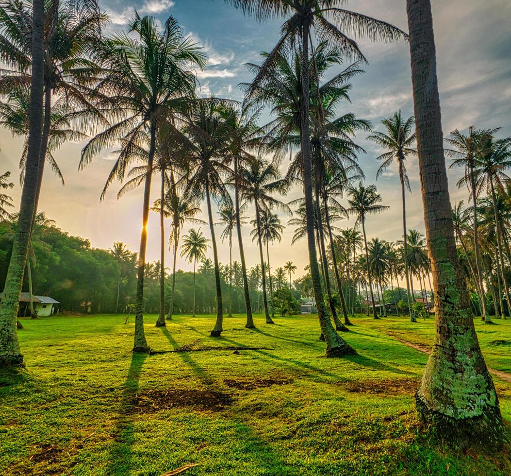 groene palmbomen op groen grasveld foto