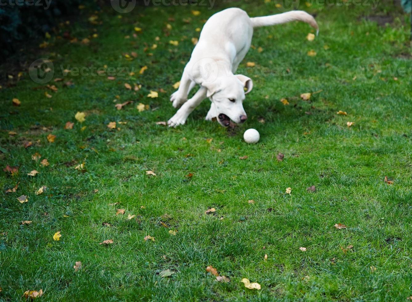 kort gecoat Britisch labrador retriever 4 maand oud foto