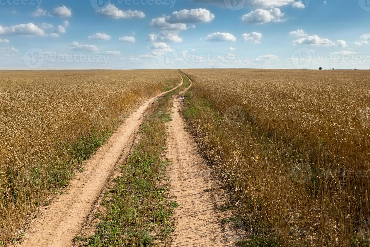 tarwe veld- met een weg foto