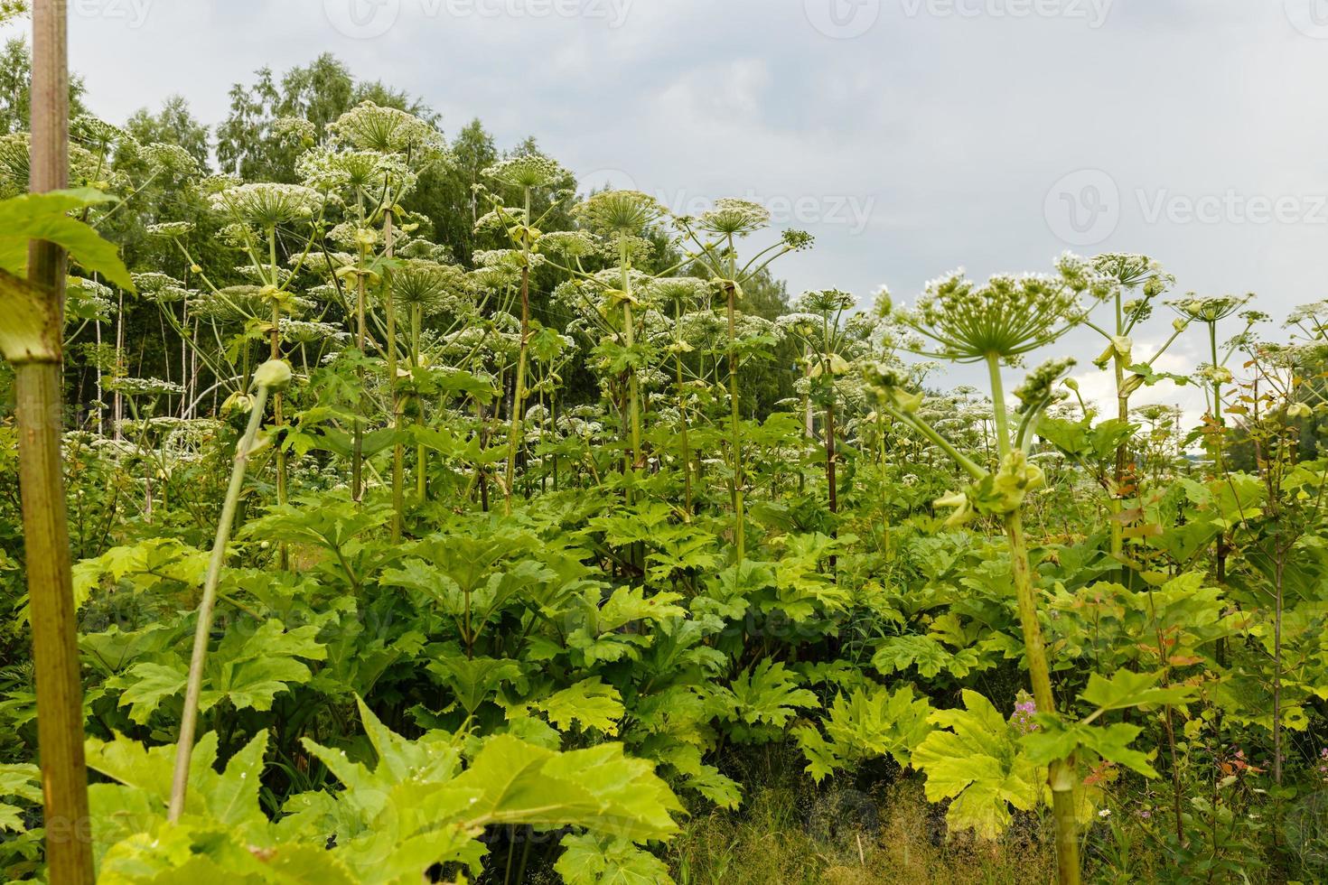 wit koe-pastinaak bloem clusters macro visie tegen bewolkt lucht achtergrond foto