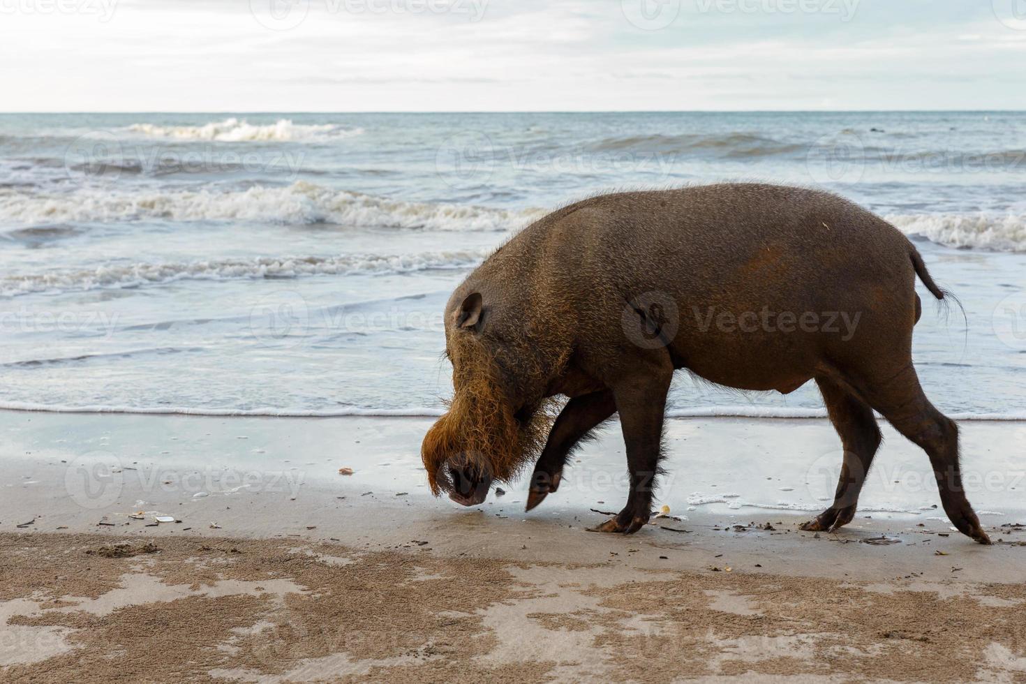 gebaard varken wandelen langs de strand in de buurt de zee. foto