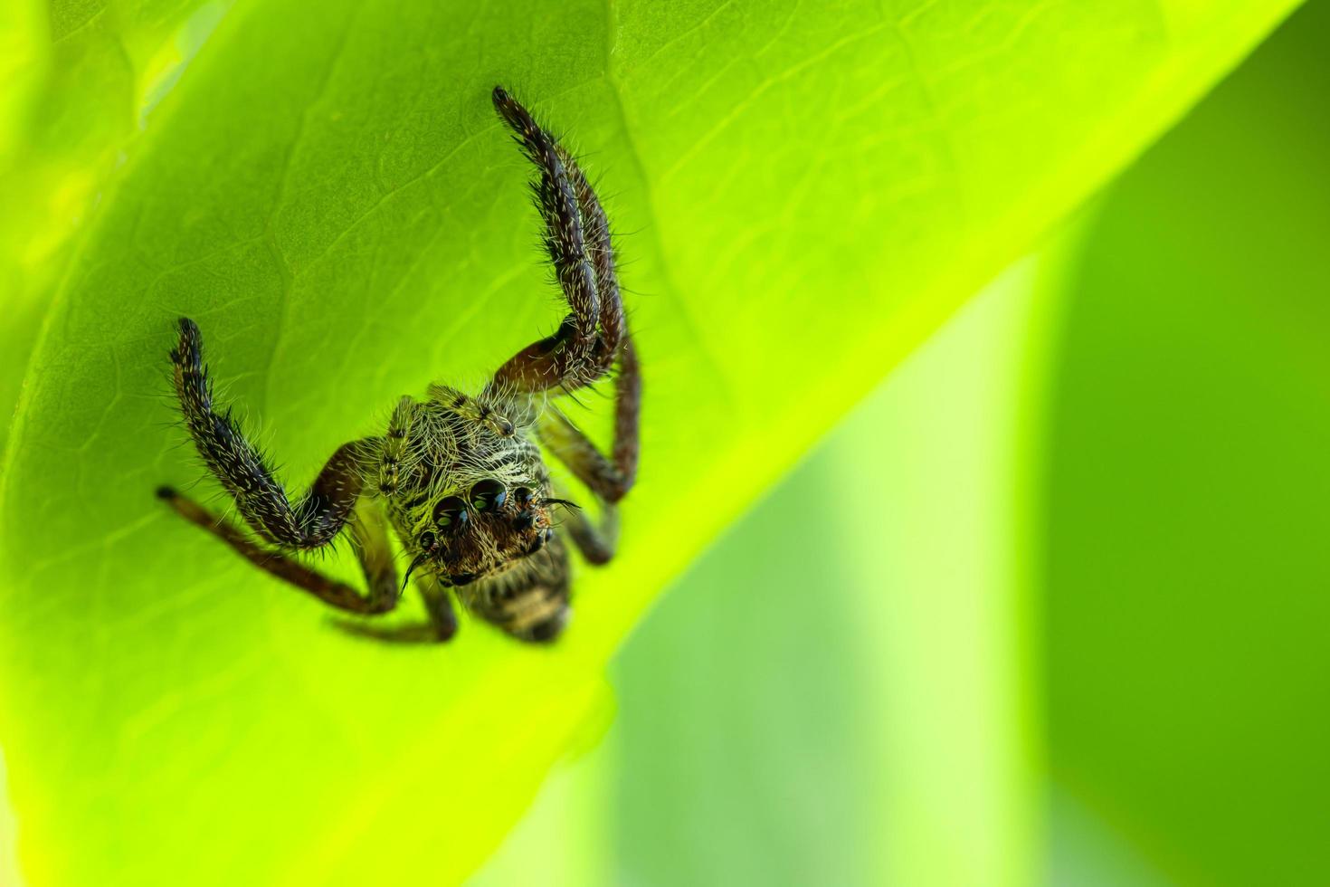 spin op een blad foto