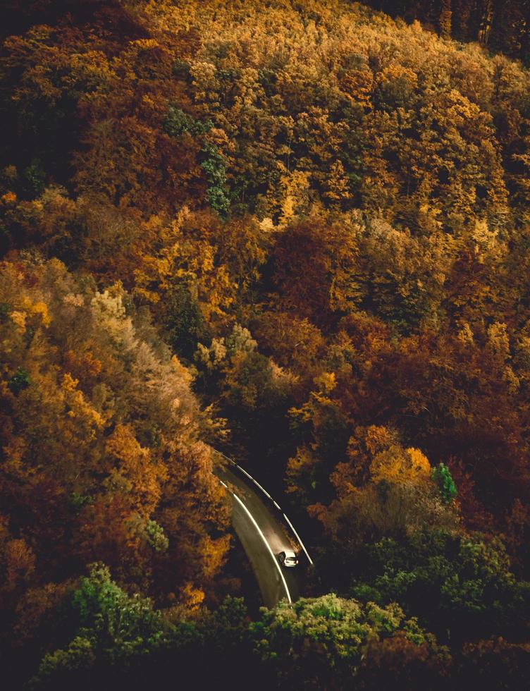 luchtfotografie van herfstbomen overdag foto