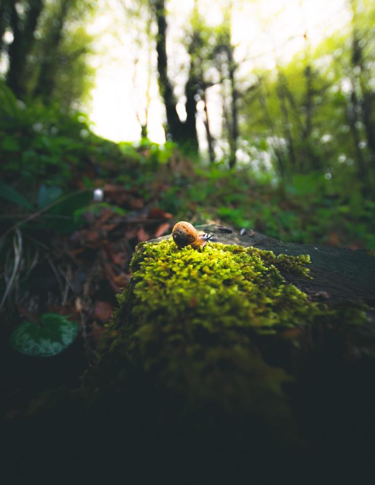 bruine slak op groene mos bedekte rots foto