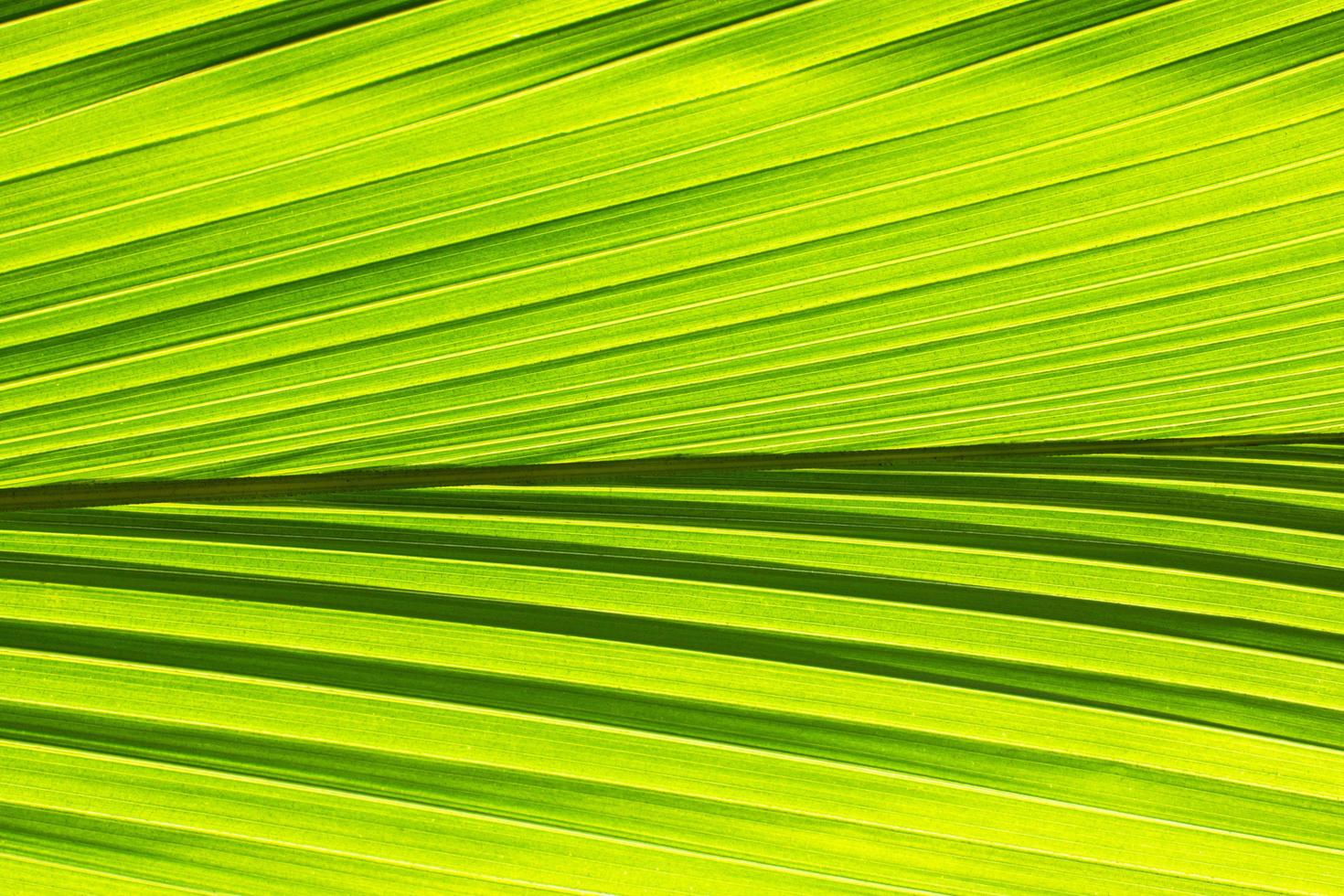 groene blad patroon achtergrond foto