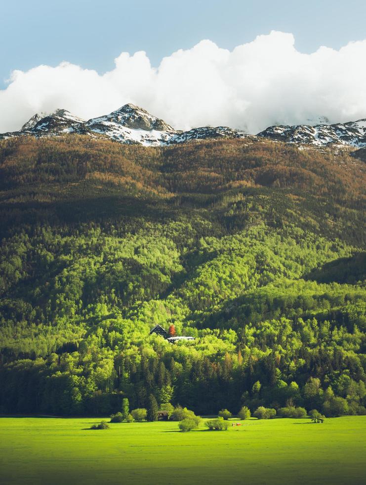 groene bomen onder bergen foto