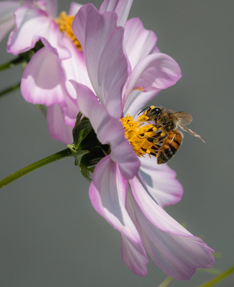 macro van een honing bij api's mellifera Aan een roze kosmos bloesem met wazig achtergrond pesticide vrij milieu bescherming opslaan de bijen biodiversiteit concept foto
