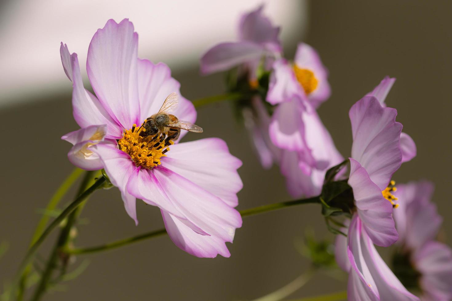 macro van een honing bij api's mellifera Aan een roze kosmos bloesem met wazig achtergrond pesticide vrij milieu bescherming opslaan de bijen biodiversiteit concept foto