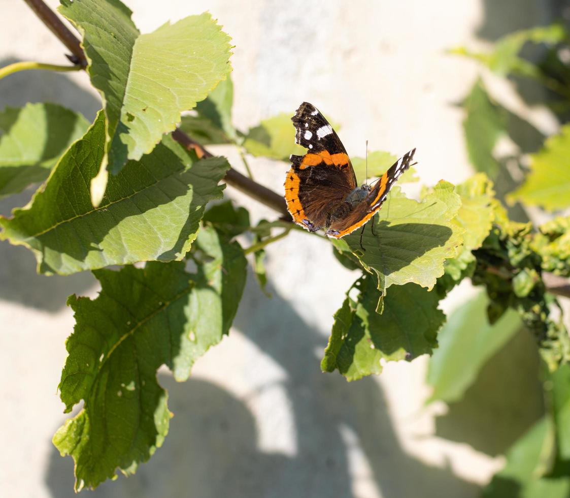 rood admiraal vanessa atalanta vlinder zittend Aan een blad foto