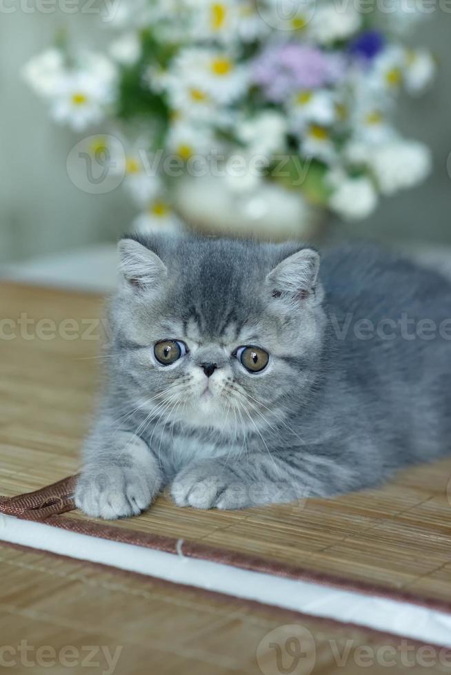 een mooi grijs katje van een exotisch kort haar ras leugens Aan de bruin achtergrond van de huis foto