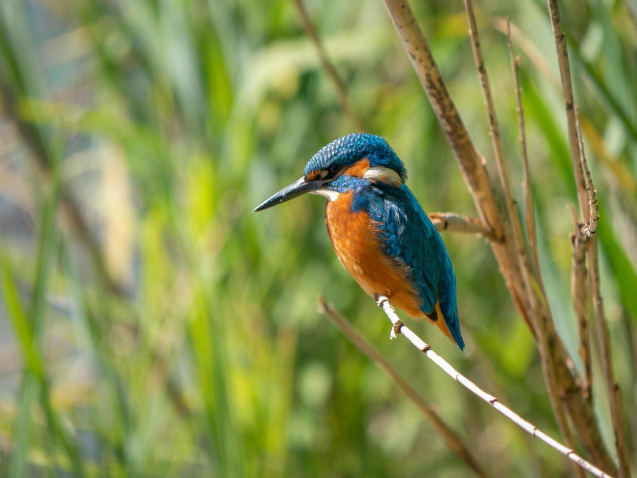 blauwe en oranje vogel foto