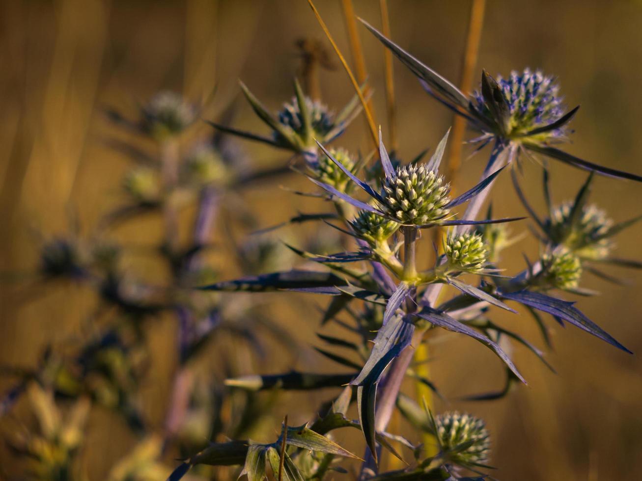 groene en paarse distel foto