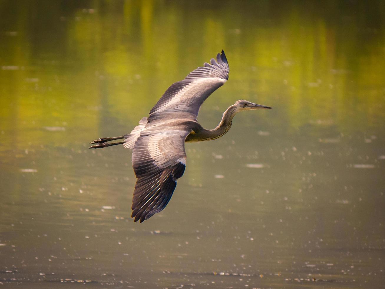 reiger tijdens de vlucht foto