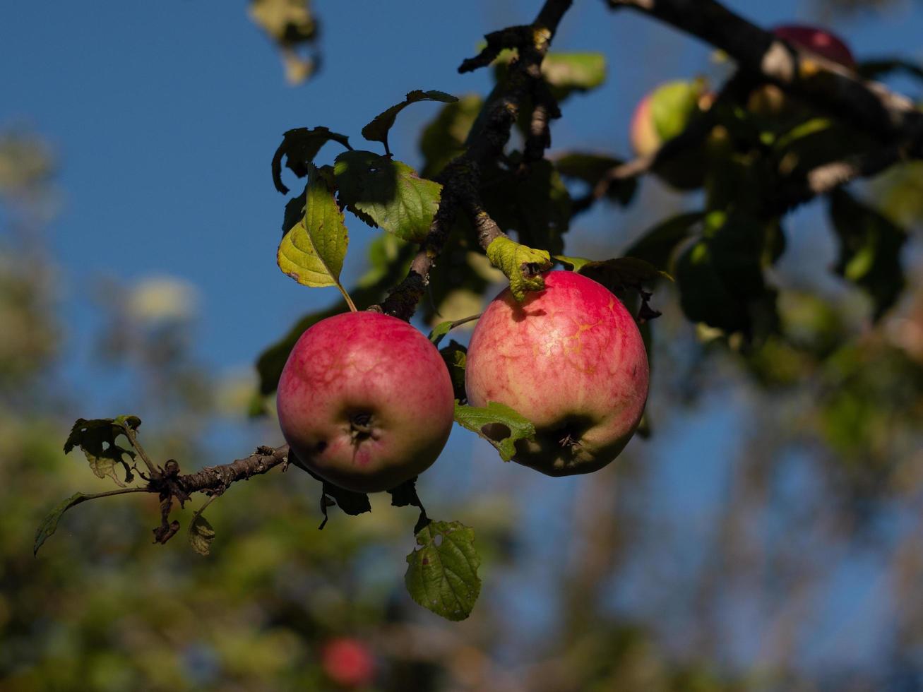 appels aan een boom foto