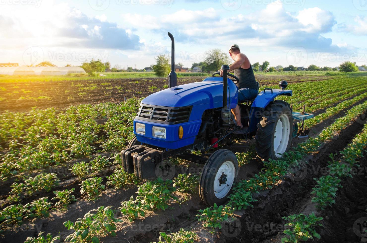 een boer is cultiveren een aardappel plantage. jong aardappelen struiken. boerderij machines. Bijsnijden zorg, bodem kwaliteit verbetering. ploegen en losmaken grond. agro-industrie en landbouwbedrijf. landbouw landschap foto