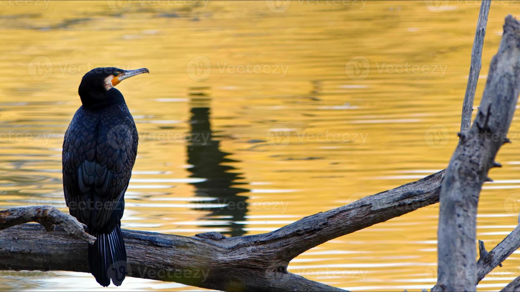 vogel dier aalscholver Aan een droog boom in natuur foto