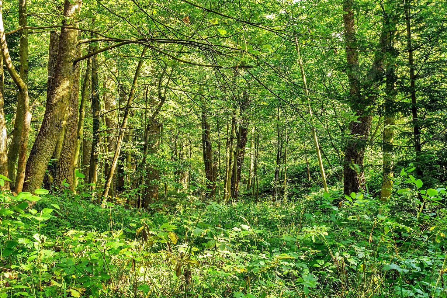 Woud bomen. natuur groen hout achtergronden zonnig dag foto