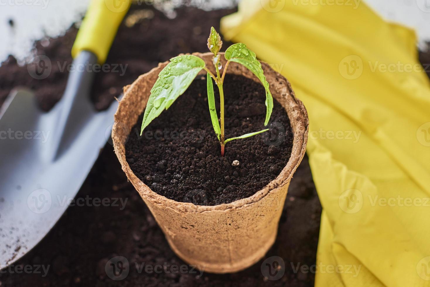 fabriek in pot, klein Schep en geel handschoenen Aan bodem foto